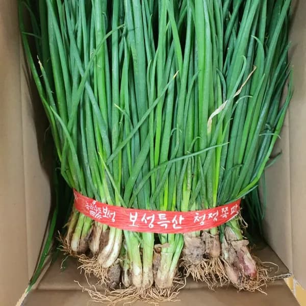 국내산 흙쪽파 김치용 1.5kg 1박스