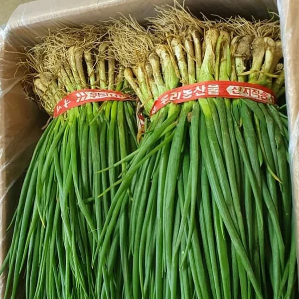 국내산 흙쪽파 김치용 3kg 내외 2단 1박스