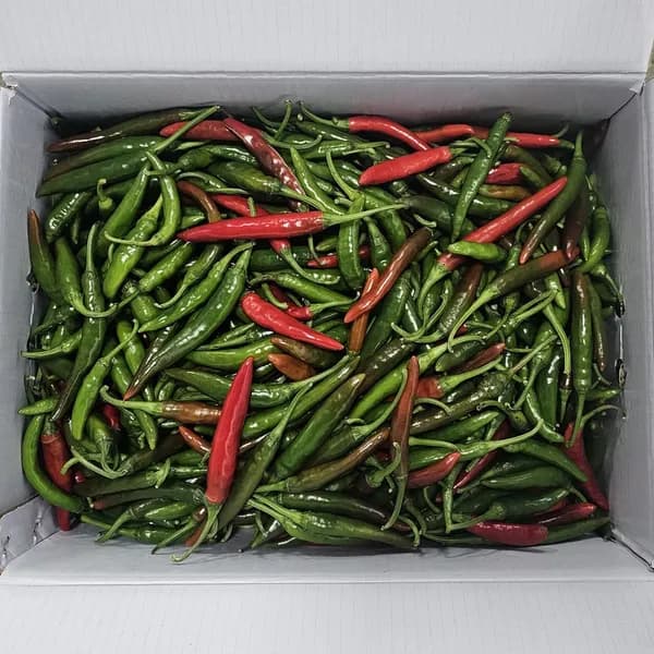 국내산 반홍 청양고추 1kg