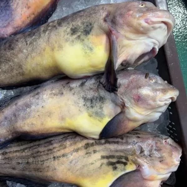 국내산 생물 물메기 3kg