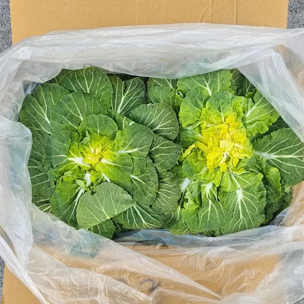국내산 봄동 배추 2kg 1개