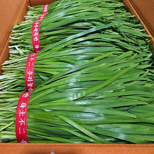 국내산 부추 정구지 1단 500g 1박스 5,900원
