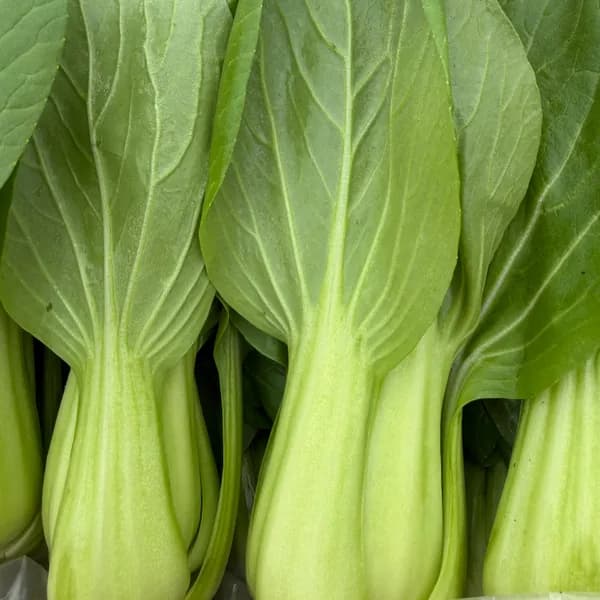 푸드빌리지 국내산 청경채 4kg 1박스 6,900원