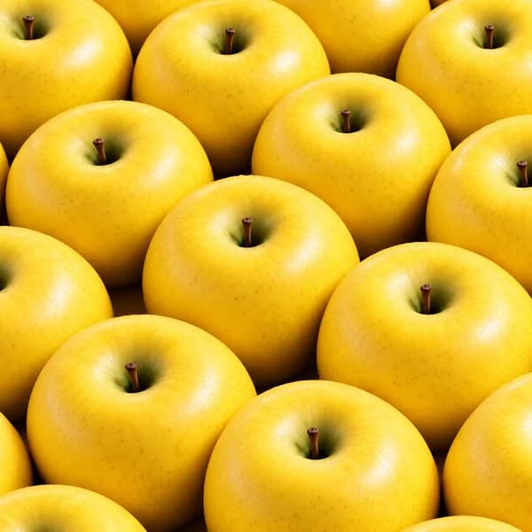 담과원 햇 시나노골드 5kg 1박스