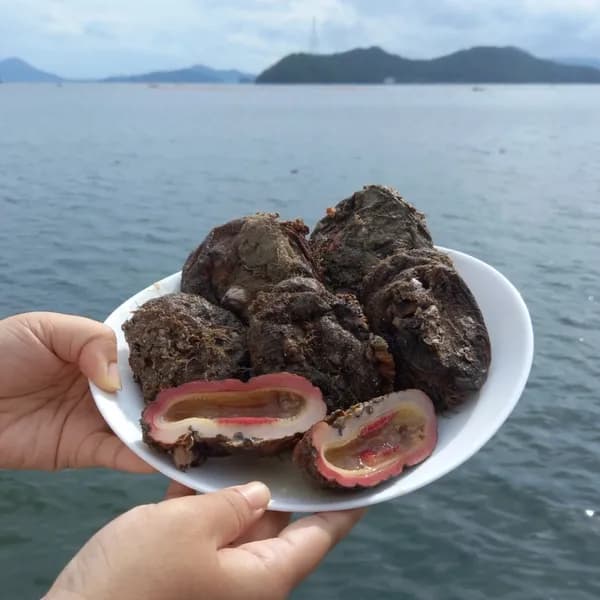 통영 거제도 돌멍게 활멍게 4-8미 1kg 1박스 2세트