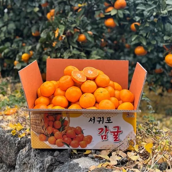 산지직송 제주 감귤 로얄과(S-M) 10kg 1박스