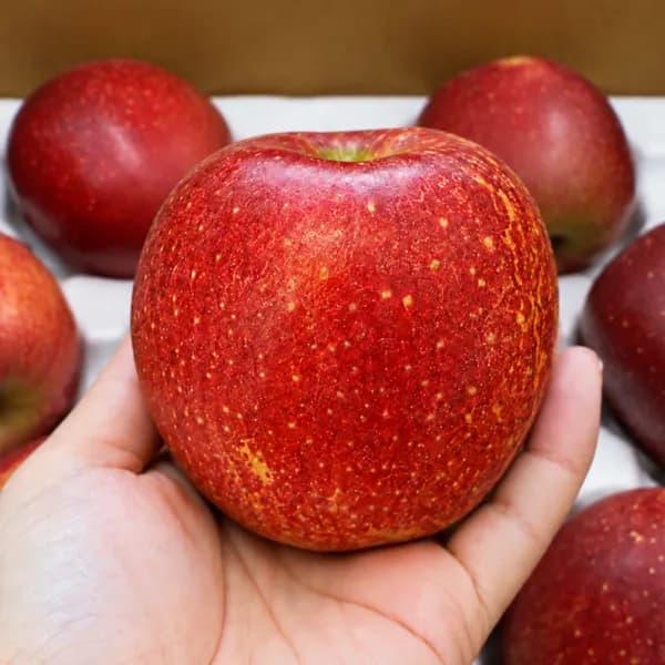 초고당도 선별 감홍사과 2kg 1박스 12,500원