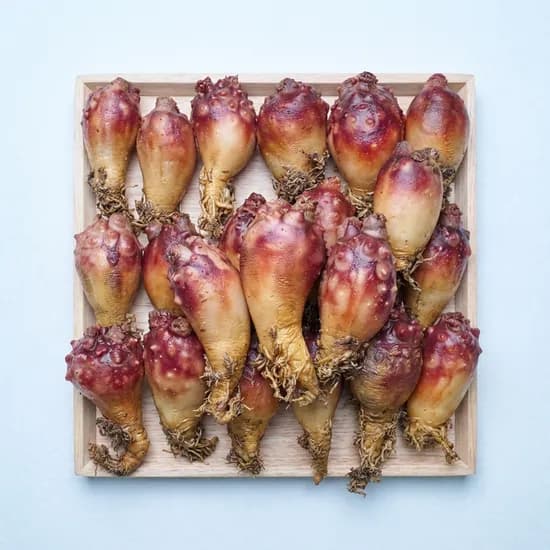 국내산 활 앵치멍게 30-40미 3kg 1개