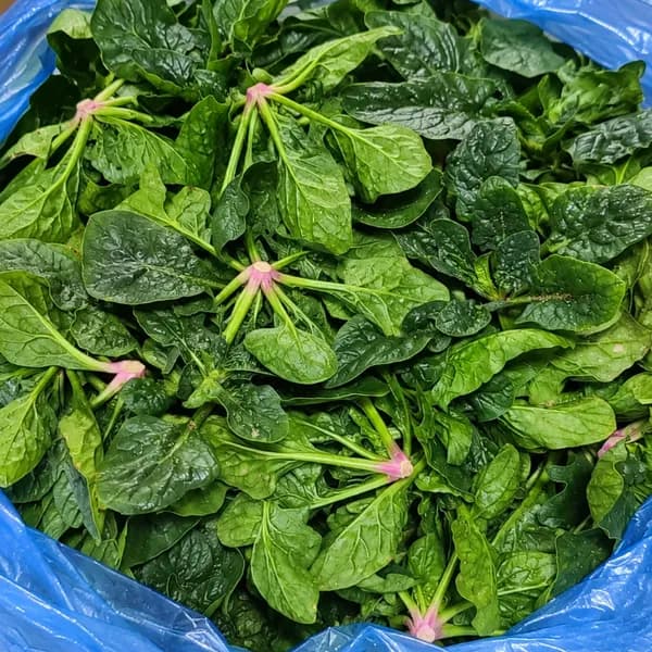 포항초 시금치 노지 1kg