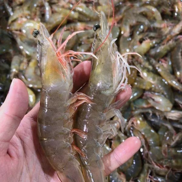 횟감가능 활새우 1kg 2개
