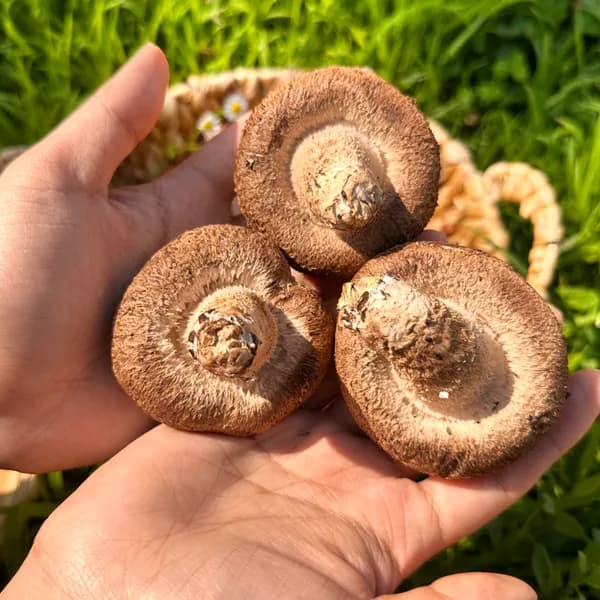 표고버섯 가정용 2kg 1박스
