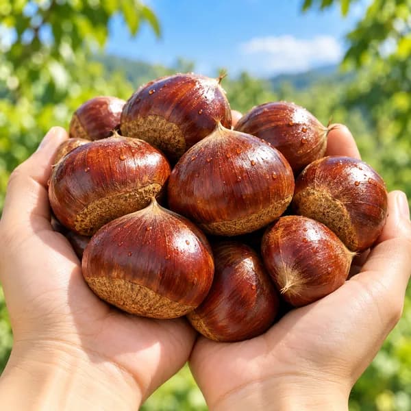 공주산 햇밤 알밤 특대 5kg 1박스