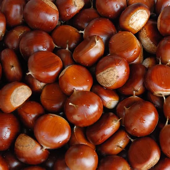 공주밤 칼집밤 특대 1kg 1팩