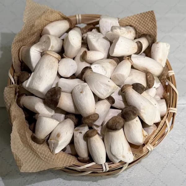 팜n팜 미니 새송이 1kg