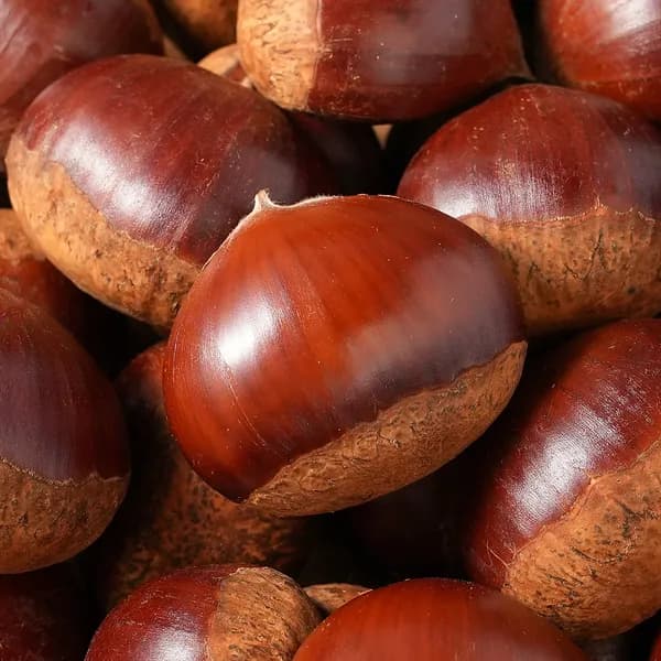 공주 햇밤 대 1kg 1팩
