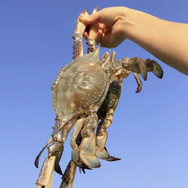 국내산 서해안 활 숫꽃게 2kg 6-10미 1팩 37,900원
