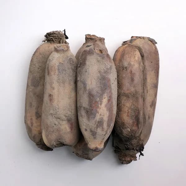 서안동농협 흙 연근 1kg 1박스 16,900원