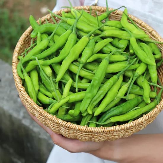 국내산 꽈리고추, 2kg, 1박스
