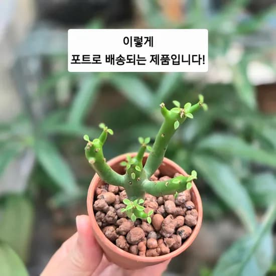나키 연필선인장 수경식물 원포트배송 청산호 화분 유리병비포함 식물, 1대