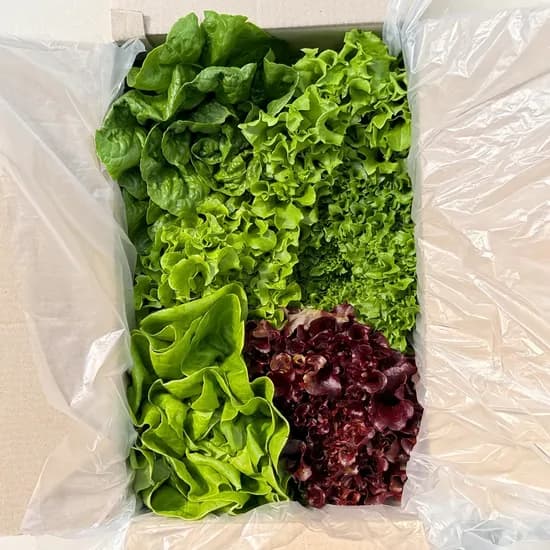 유러피안 셀러드 쌈 채소 1kg 1박스