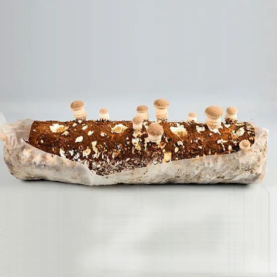 표고버섯 배지, 1800g, 1개