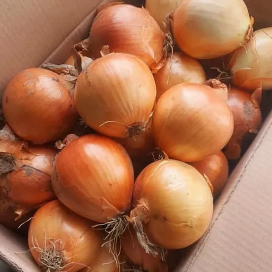 이모뜰 무안 양파, 특, 5kg, 1개