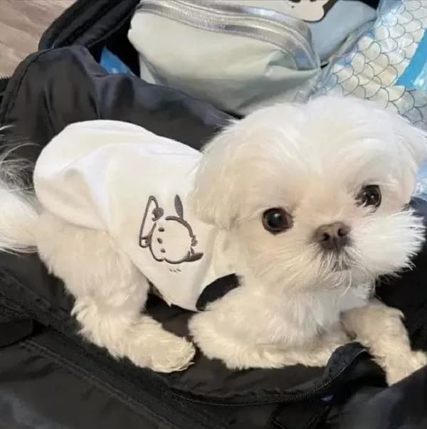 강아지 순면 나시 포챠코 화이트 L 1개