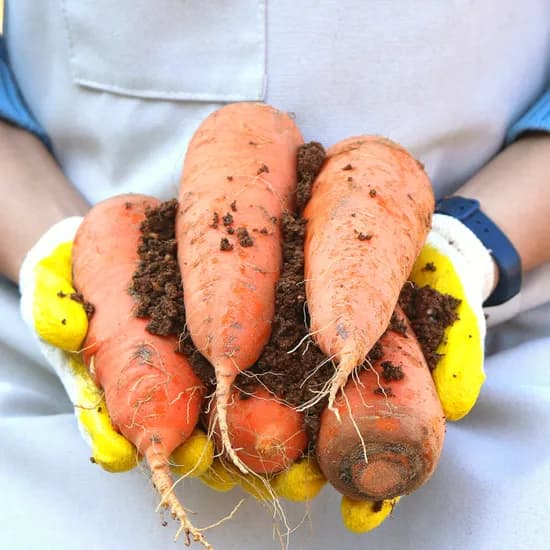 농산물마루 제주 구좌 흙당근 5kg 1박스