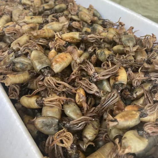 국내산 햇 먹물꼴뚜기 1kg 1개