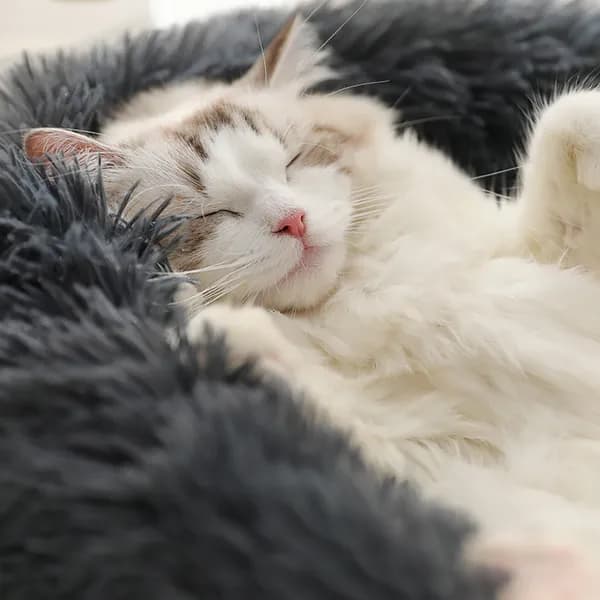 겨울용 고양이 강아지 극세사 쿠션 차콜 60cm 1개