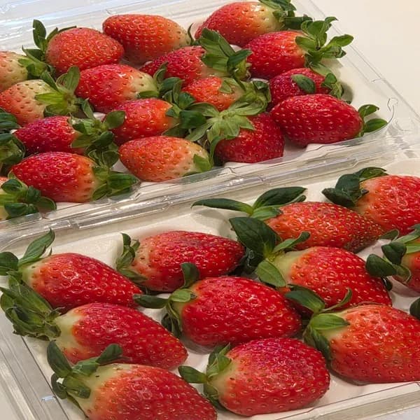 국내산 설향딸기 중과 350g 1팩