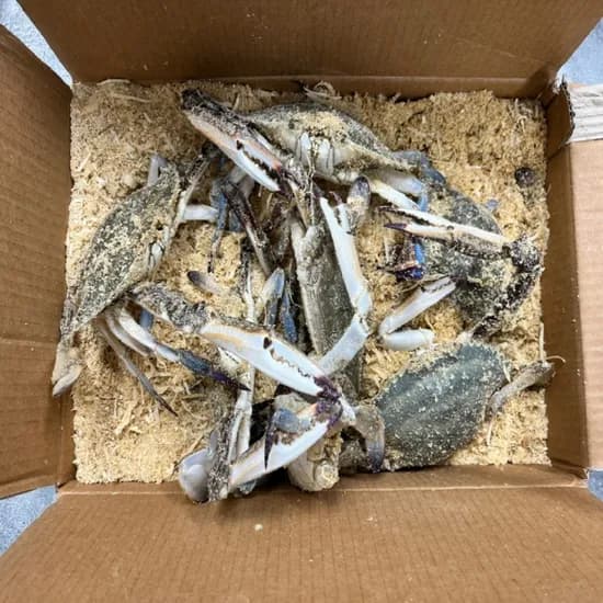 톱밥꽃게 3kg 1개