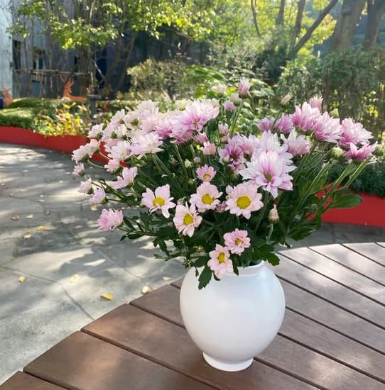 오후의 꽃 소국 생화, 분홍, 1개
