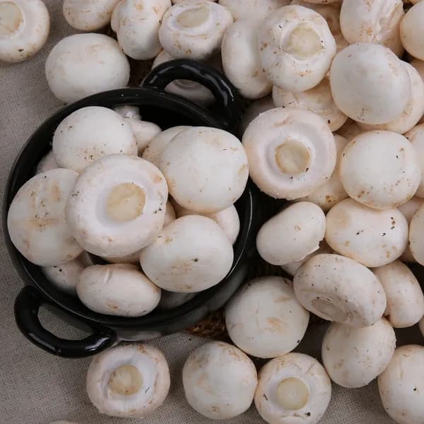 양송이버섯 중품 500g 1개 9,900원