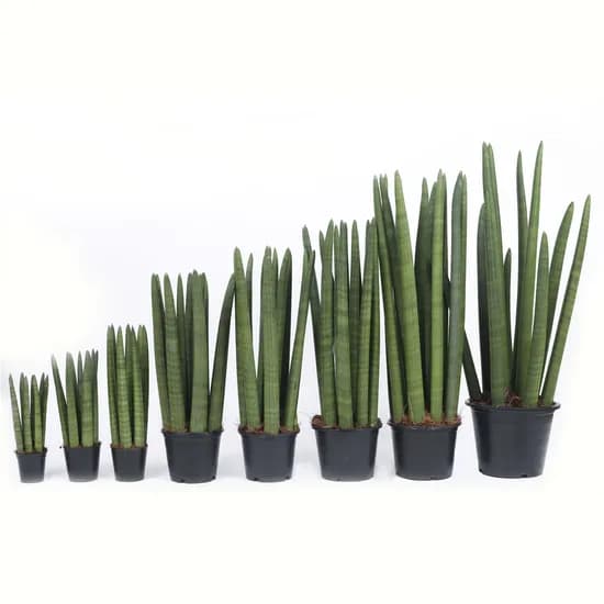 일반 스투키, 준준형, 40cm, 1개