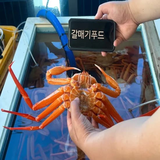 후포리 박달홍게 4kg 1박스
