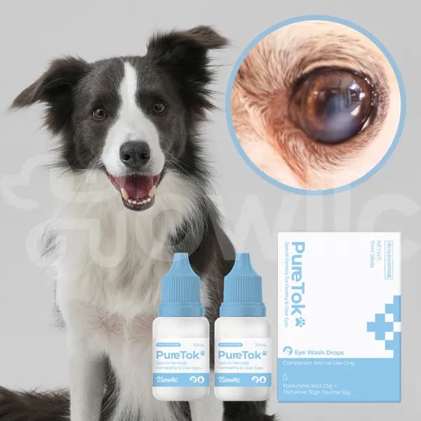 퓨어톡 강아지 고양이 눈물개선/눈건강 20ml 2개입