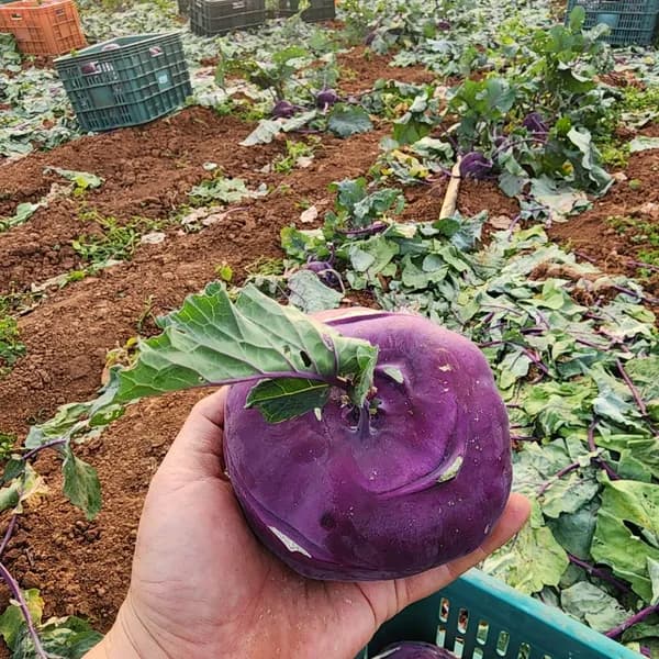 콜라비 특품 못난이 5kg 1개