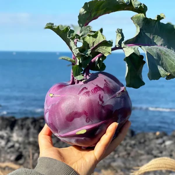 제주 콜라비 3kg 1박스