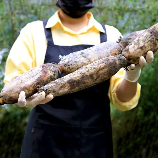 철따라농산물 정품 통연근 2kg 1개
