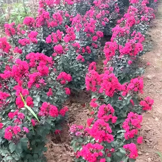 목하원예조경 왜성 백일홍나무 자귀비, 단일색상, 1개