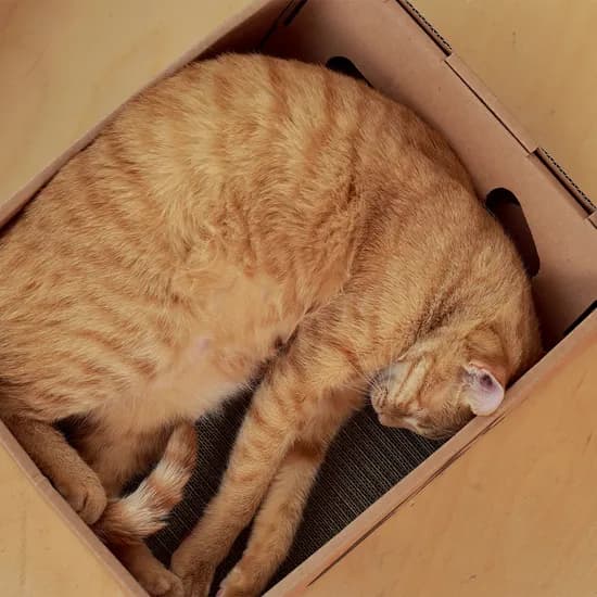 닥터펠리스 고양이 박스 스크래쳐 숨숨집, L, 1개
