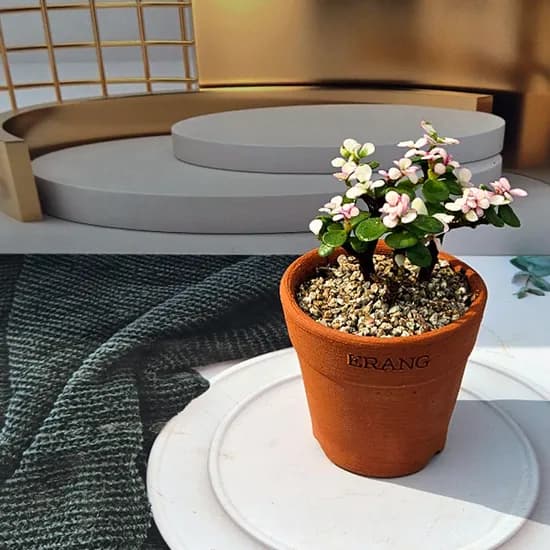 국내산 토분에 은행목 1개 10,900원