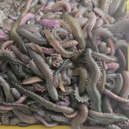 청개비 갯지렁이 낚시 미끼 100g, 1개
