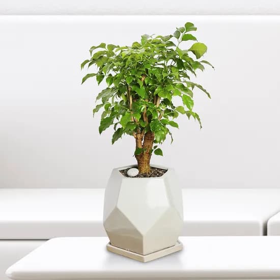 녹보수 오각 65cm