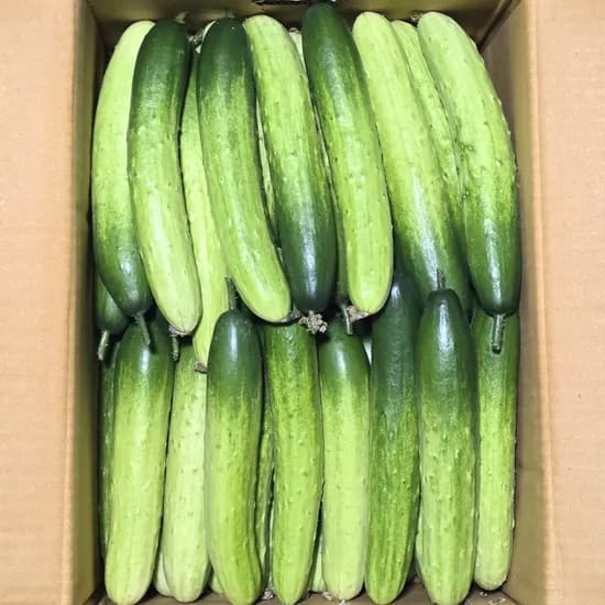 판다모두 당일경매 백다다기 백오이, 특품, 2kg, 1박스