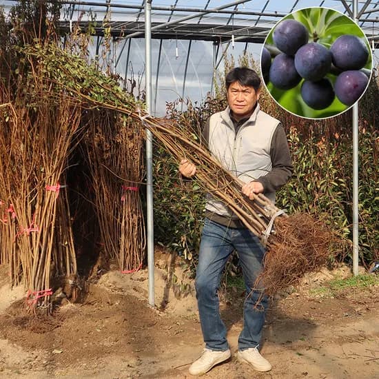 한밭농원 자두나무 묘목, 바이오체리, 접목1년, 중묘, 1개