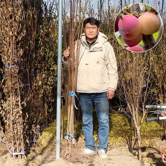 한밭농원 자두나무 묘목, 후무샤, 접목1년, 특묘, 1개