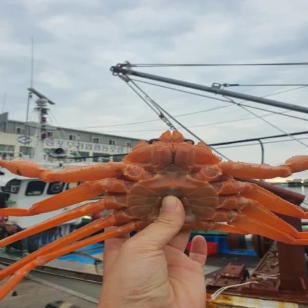 동해안 일품홍게 연지홍게 8kg 1개