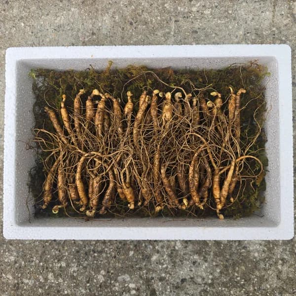 못난이 파삼 국내산 6~7년근 120g 50입 1박스 98,000원